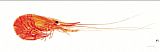 Sea life Shrimp painting